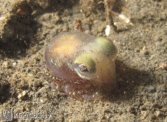 Photo of Rossia pacifica